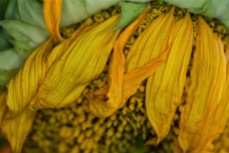 Sunflower petals. Image: Su Leslie 2019