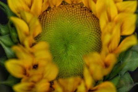 Sunflower. Su Leslie 2019
