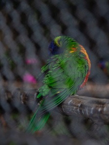 Aviary, Victoria Esplanade, Palmerston North. Image: Su Leslie 2019
