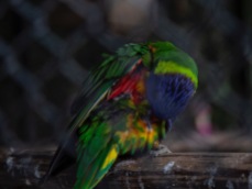 Aviary, Victoria Esplanade, Palmerston North. Image: Su Leslie 2019