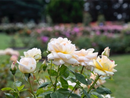Dugald McKenzie Rose Garden, Victoria Esplanade, Palmerston North. Image; Su Leslie 2019