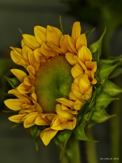 Sunflower. Image: Su Leslie 2019