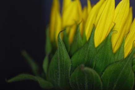 Sunflower, shot with 100MM F/2.8L macro lens. Image: Su Leslie 2019o
