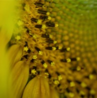 Sunflower, shot with 100MM F/2.8L macro lens. Image: Su Leslie 2019o