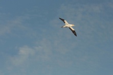 Gannet in flight. Image courtesy of the Big T