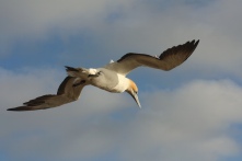 Gannet in flight. Image courtesy of the Big T