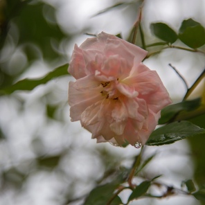 Old-fashioned roses, homestead garden at Scandrett Regional Park. Image: Su Leslie 2019