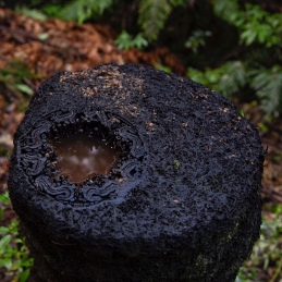 I think this is the remains of a punga log, but I'm not sure. Seen at McLaren Falls Park, BoP, NZ. Image: Su Leslie 2019