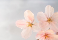 Cherry blossom. Image: Su Leslie 2019