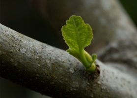 New growth on the fig tree. Image: Su Leslie 2019