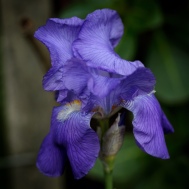 Solitary iris. Image: Su Leslie 2019