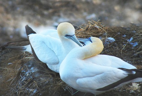 Generally, gannets mate for life. Image: Su Leslie 2019