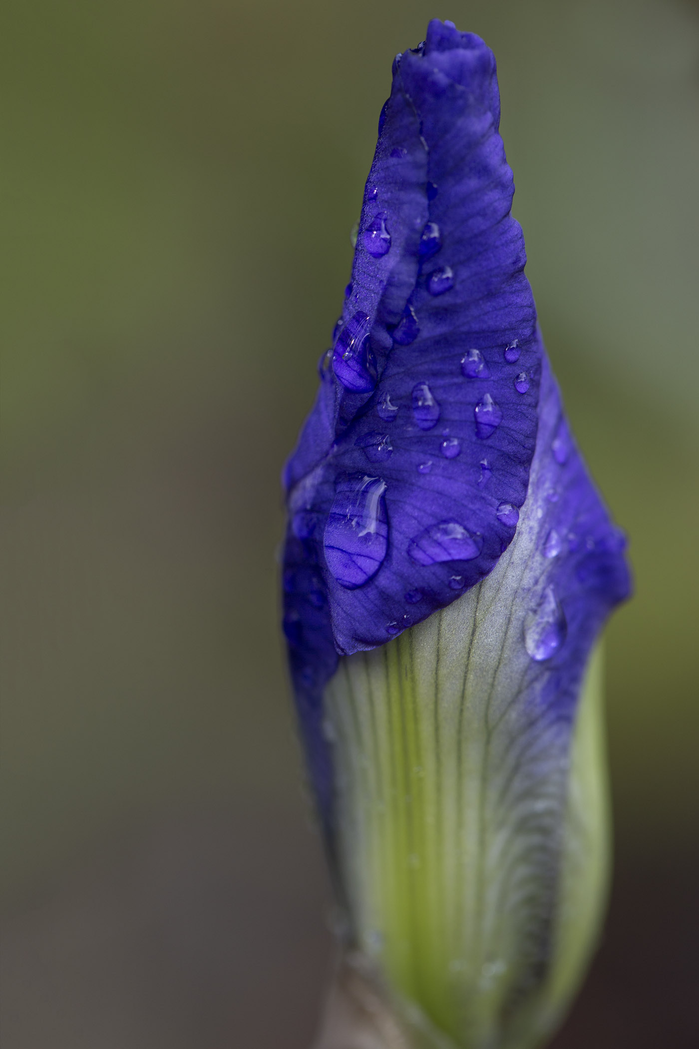 wet iris bud resized