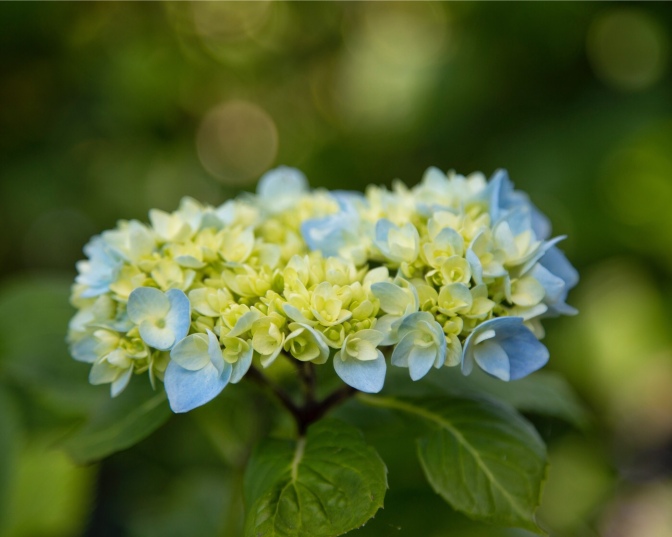 Tupare, New Plymouth, and the hydrangeas were beginning to flower. Image: Su Leslie 2019
