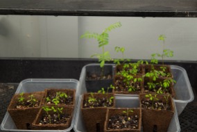Native forest in the making: Kaka beak (Clianthus maximus), and kowhai (Sophora microphylla) seedlings. Image: Su Leslie 2019