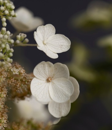 Hydrangea paniculata flowers. Image: Su Leslie 2020