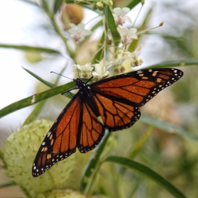 Monarch butterfly. Image: Su Leslie 2020