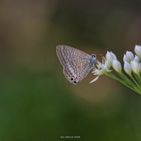Long-tailed Pea-blue butterfly (thank you Brian). Image: Su Leslie 2020