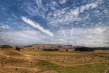 Farm land, Raglan, NZ. Image: Su Leslie 2020