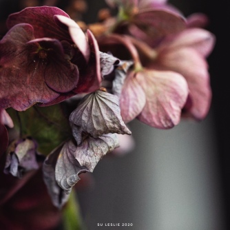 Hydrangea flower in decay. Image: Su Leslie 2020