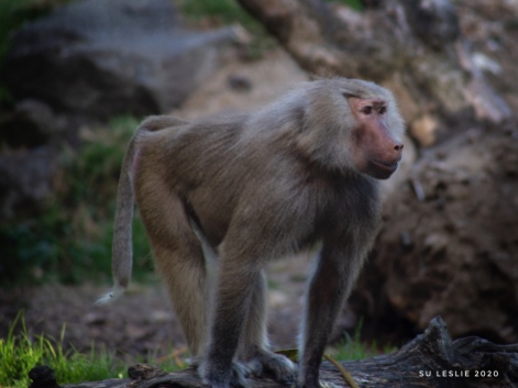 Female Hamadryas baboon. Image: Su Leslie 2020