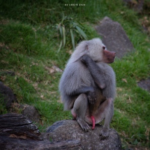 Not posing for the camera at all? Male Hamadryas baboon, Auckland Zoo. Image: Su Leslie 2020