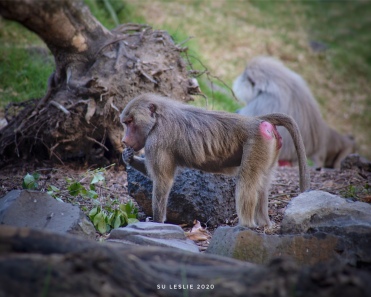 Female Hamadryas baboon. Image: Su Leslie 2020