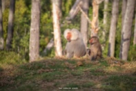 Hamadryas baboon; adult male and juvenile. Auckland Zoo. Image: Su Leslie 2020