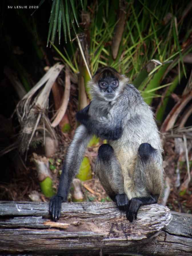 Spider monkey, Auckland Zoo. Image: Su Leslie 2020