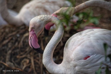 Flamingo, Auckland Zoo. Image: Su Leslie 2020