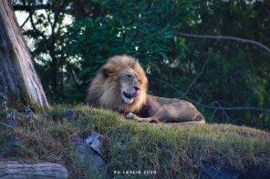 Lion, Auckland Zoo. Image: Su Leslie 2020