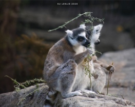 Ring-tailed lemurs, Auckland Zoo. Image: Su Leslie 2020