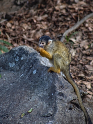 Squirrel monkey, Auckland Zoo. Image: Su Leslie 2020