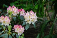 Rhododendron, Pukekura Park, New Plymouth. Su Leslie 2019
