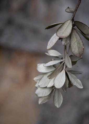 Pohutukawa leaves. Image: Su Leslie 2020