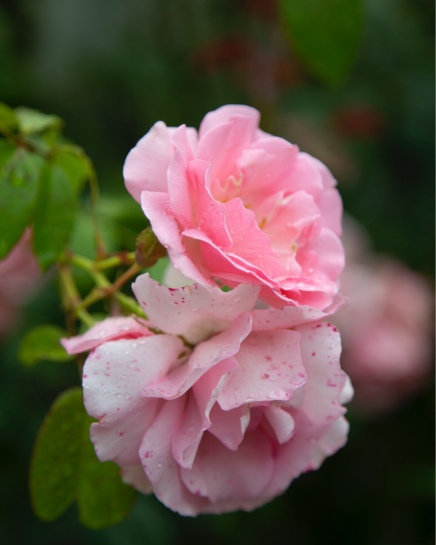 Roses, Cottage garden, Bason Botanic Gardens, Whanganui. Image: Su Leslie 2019