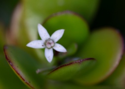 Jade plant flower. Only happens every couple of years. Image: Su Leslie 2020