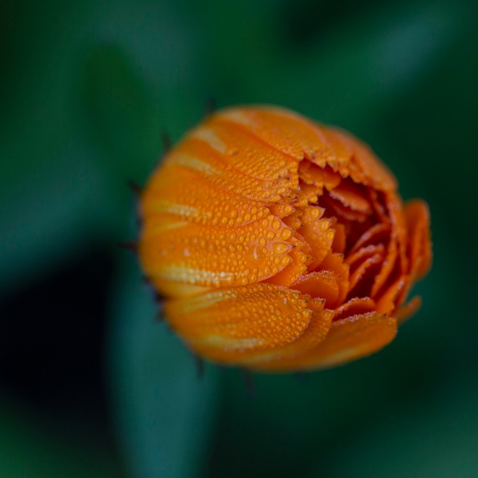 Calendula flower. Image; Su Leslie