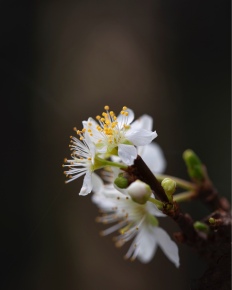 Plum blossom. Image: Su Leslie 2020