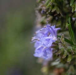 Rosemary flowers. Image: Su Leslie 2020