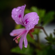 Rose-scented pelargonium. Image: Su Leslie 2020